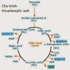 BỆNH KETOSIS TRÊN BÒ SỮA