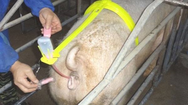 Đai phối tinh cho heo - Dụng cụ phòng tinh - Thiết bị thú y Lê Anh