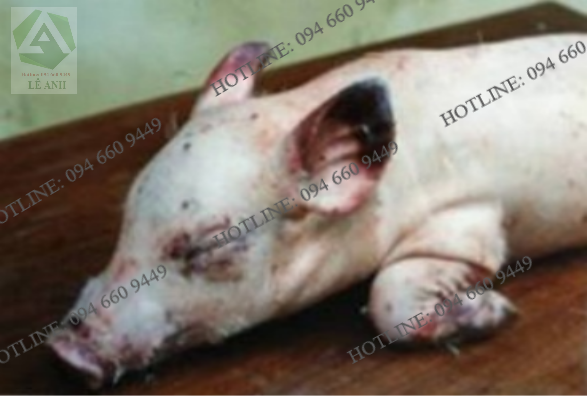 Bệnh phó thương hàn trên heo