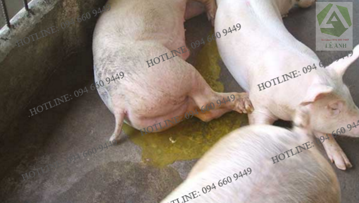 Bệnh phó thương hàn ở heo