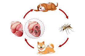 Cơ chế truyền bệnh giun tim ở chó